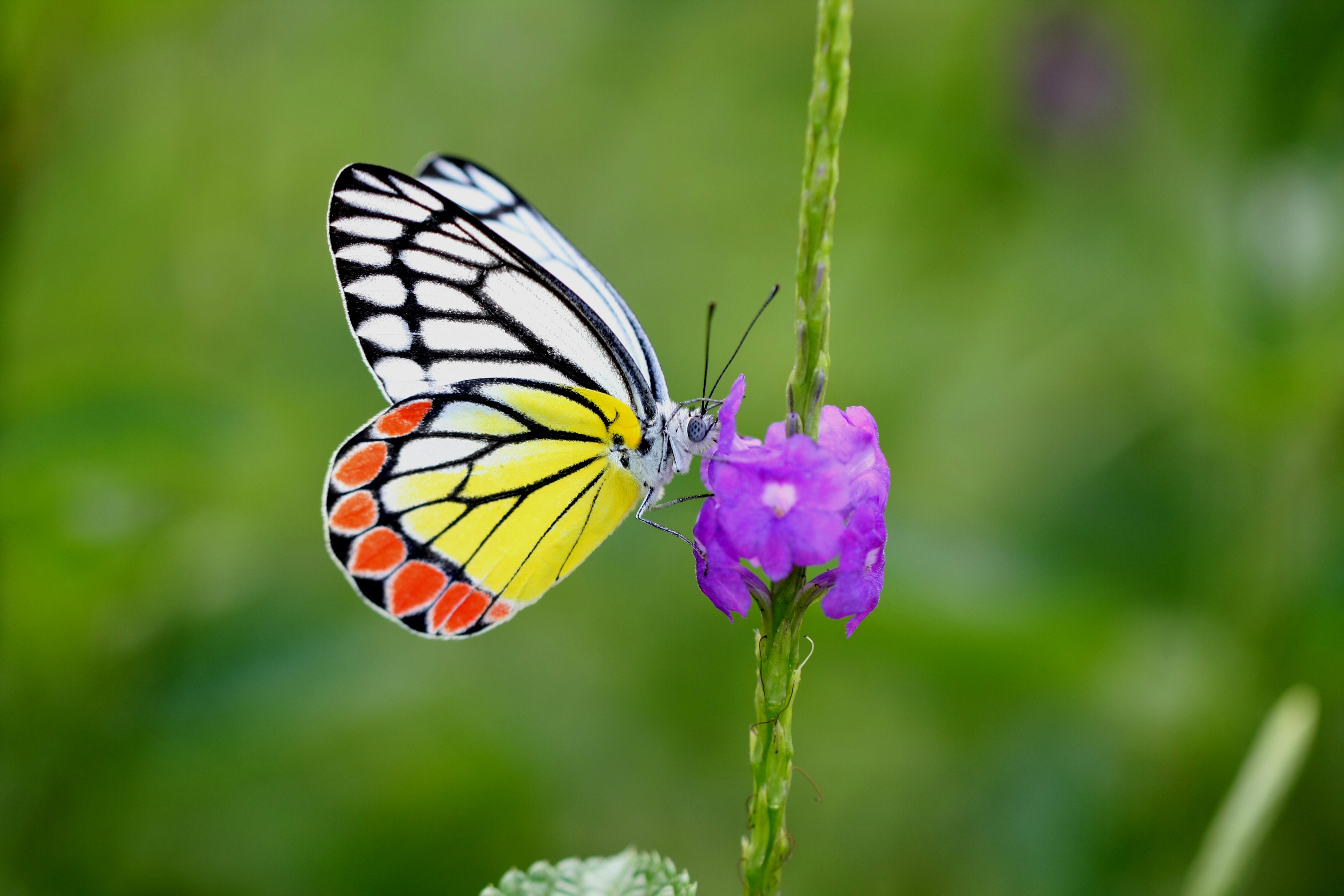 Common Jezebel