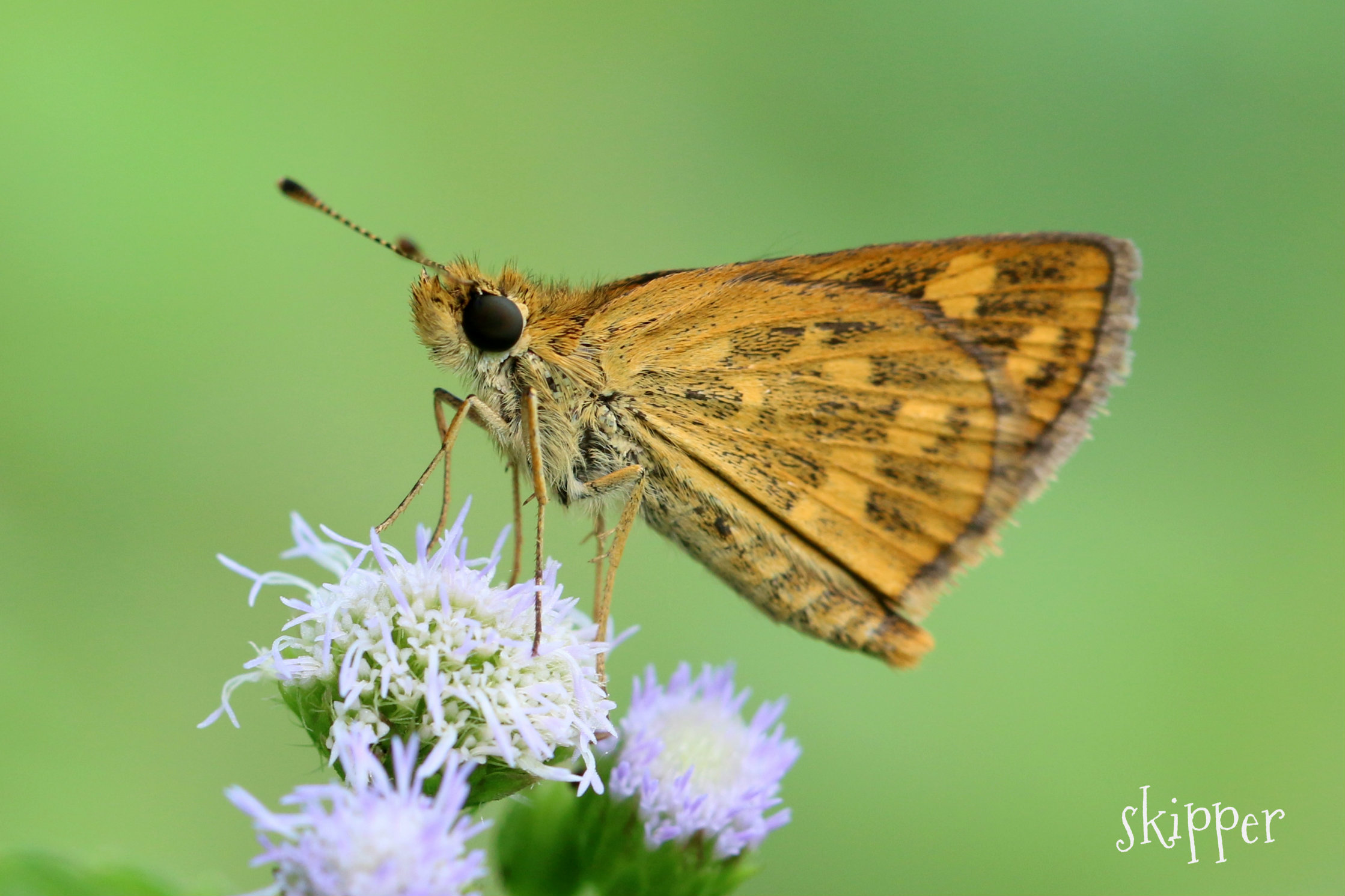 Bush Hopper