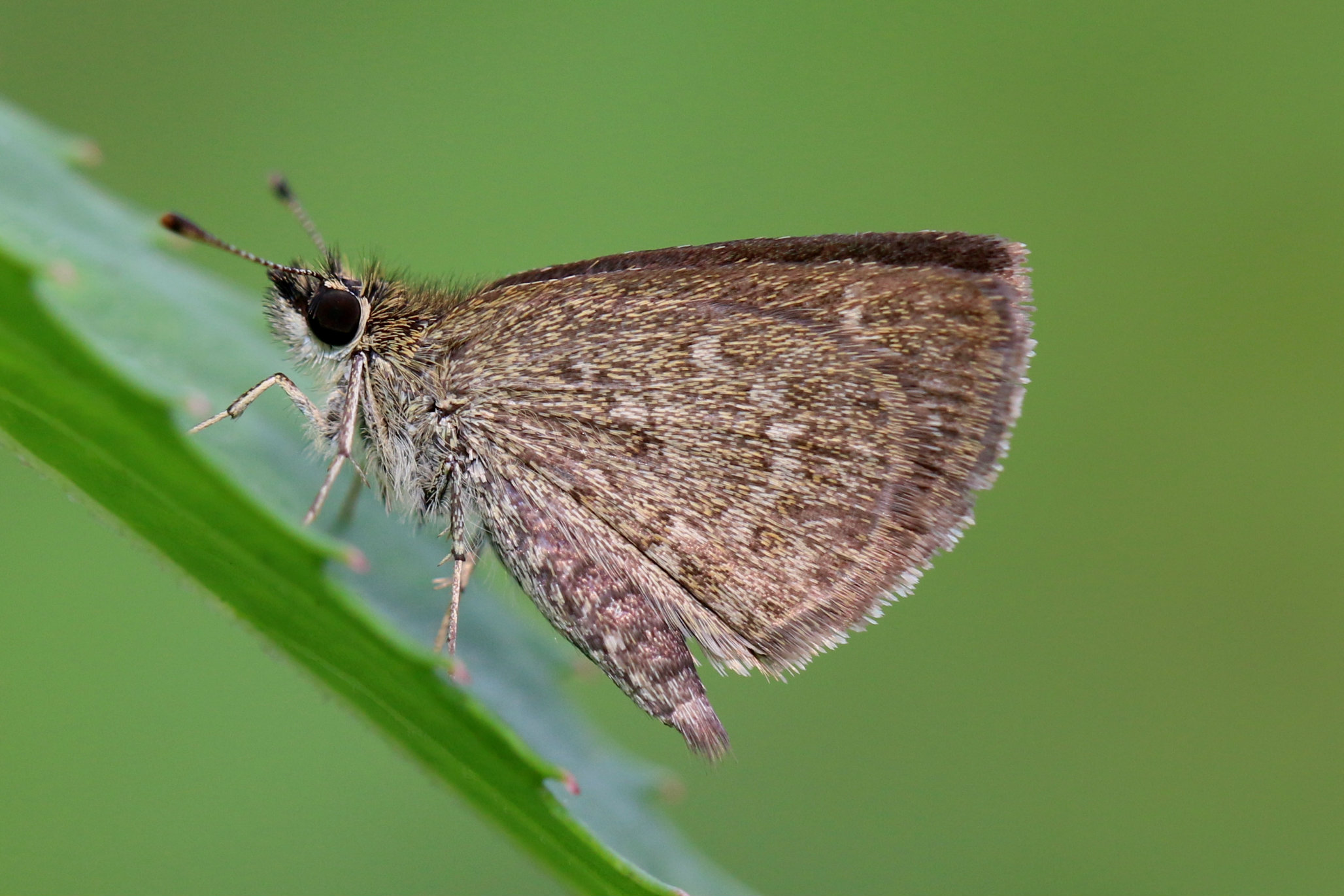 Pygmy Scrub Hopper