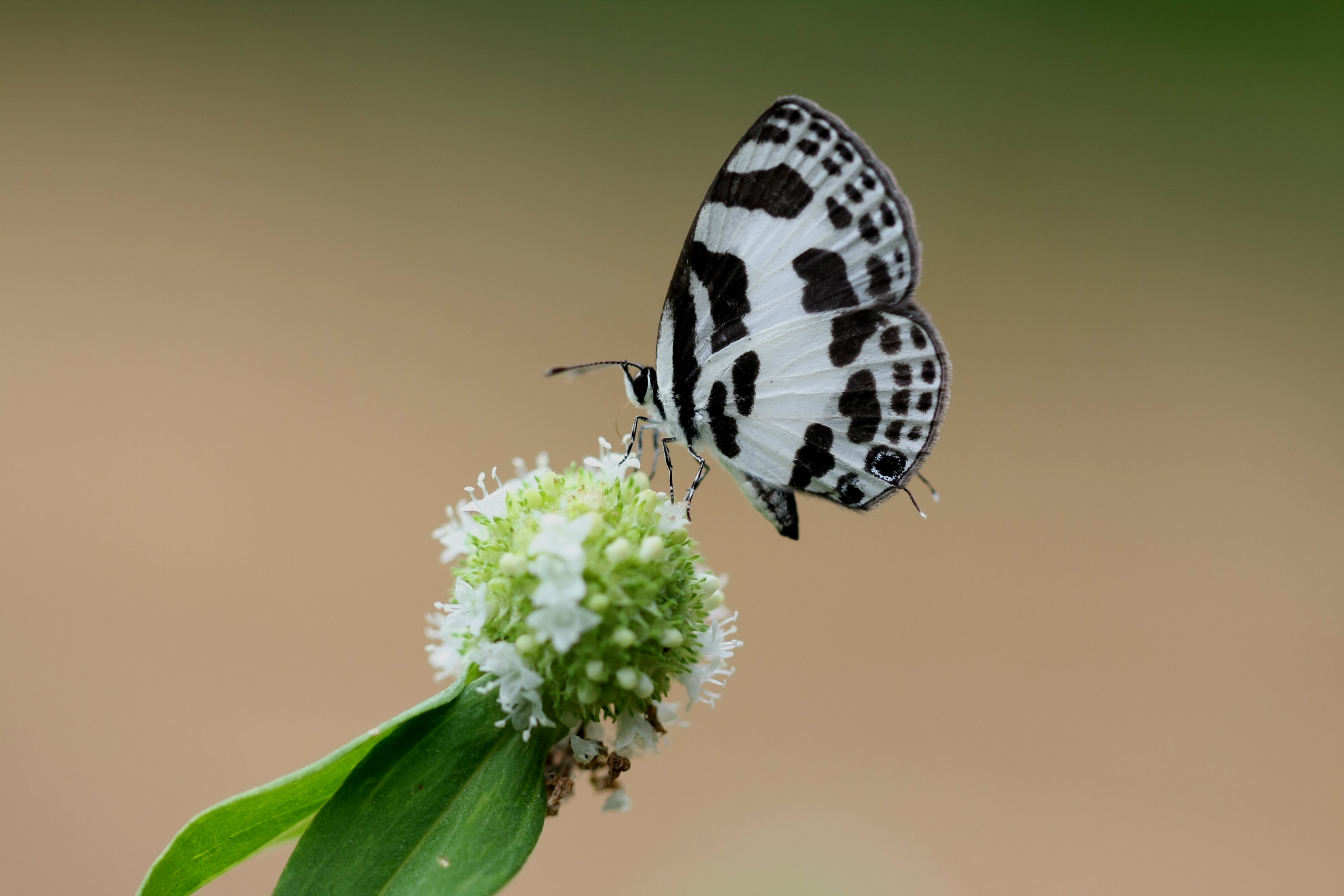 Banded Blue Perriot 