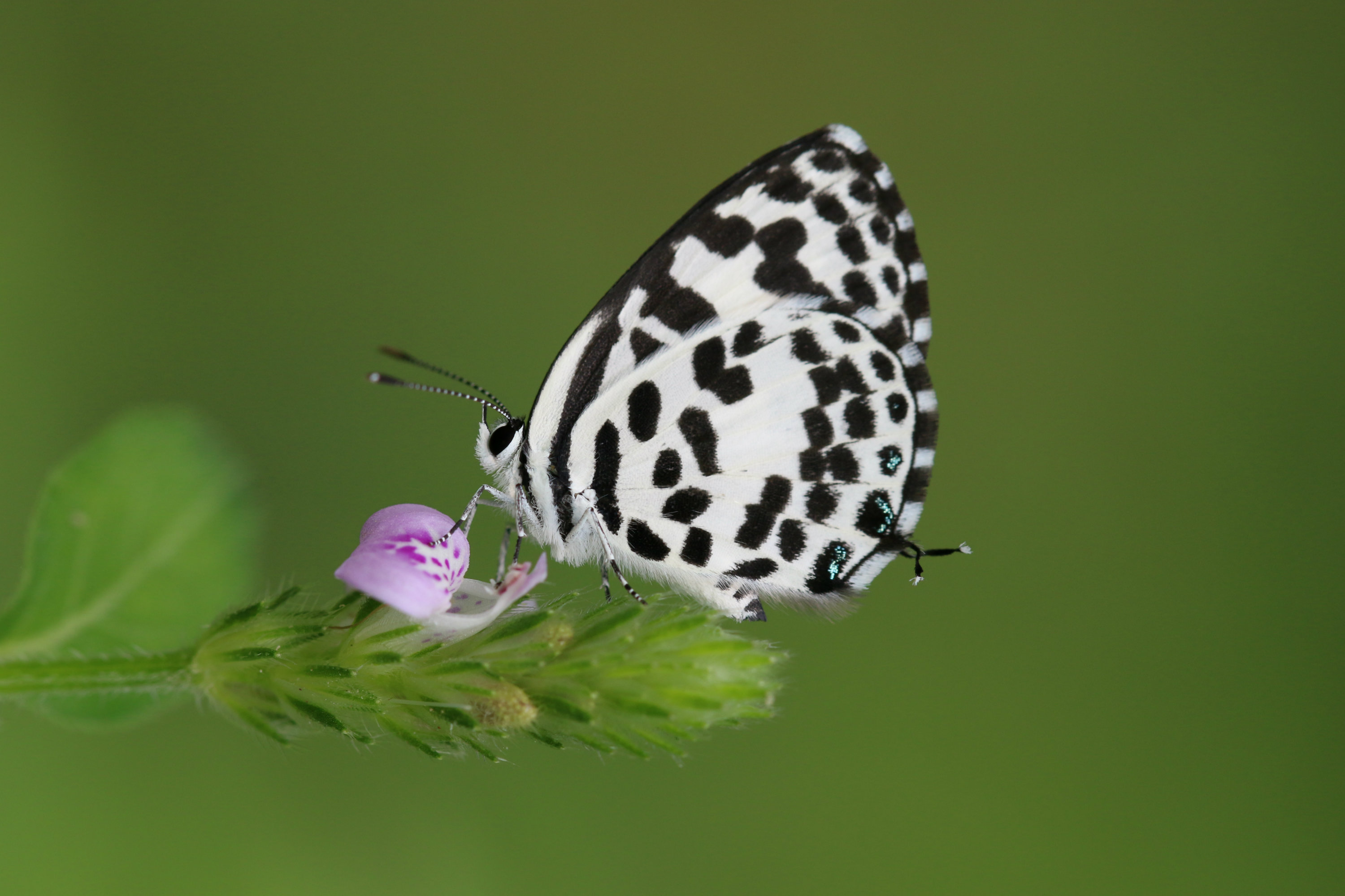 Common Perriot
