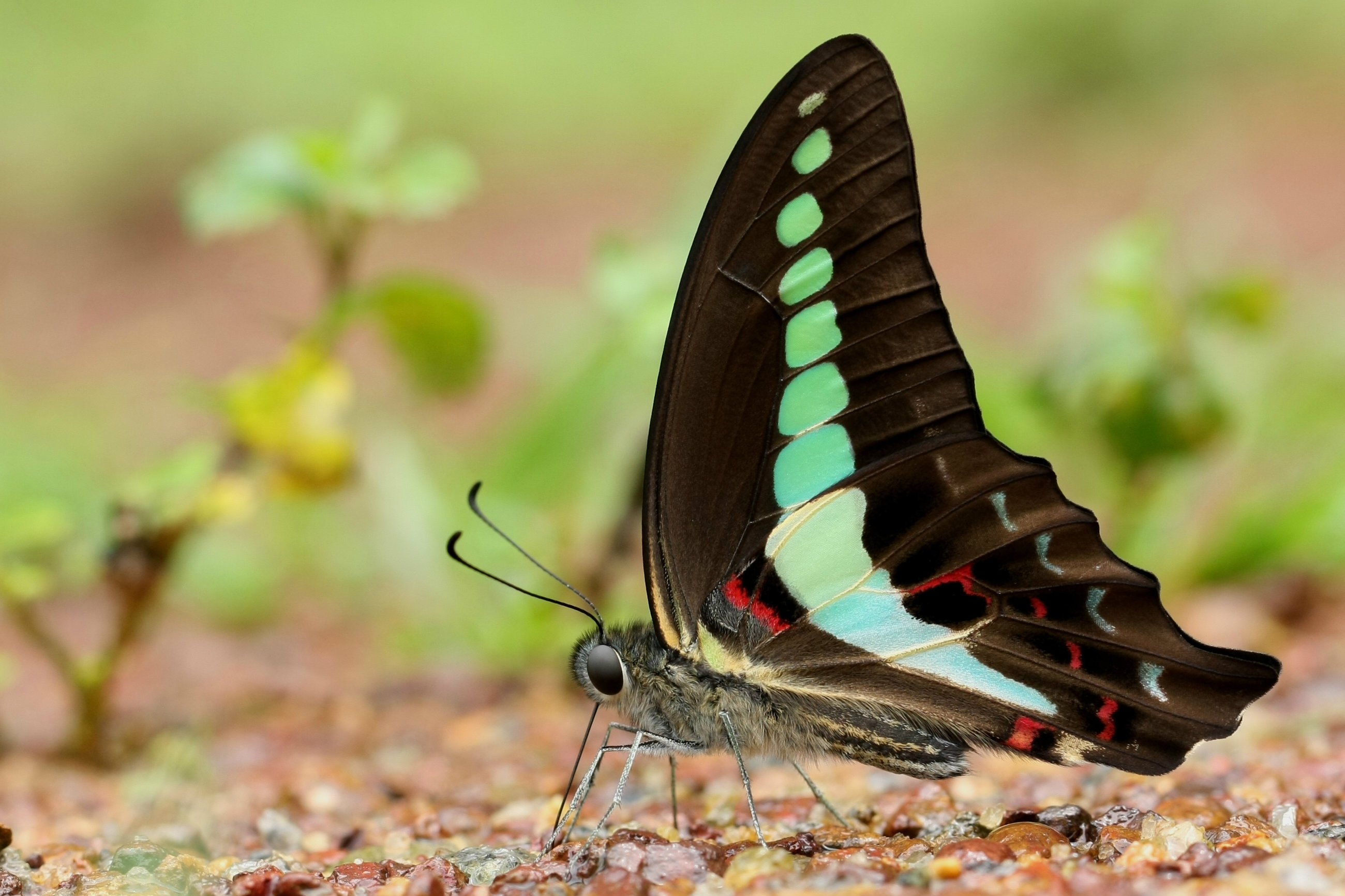 Common Bluebottle